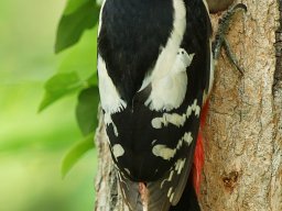 pic_epeiche_12_20120615_1063700892