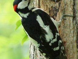 pic_epeiche_13_20120615_1736506070