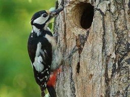 pic_epeiche_1_20120615_2003292136