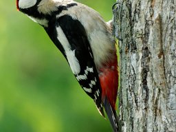 pic_epeiche_3_20120615_1281888494