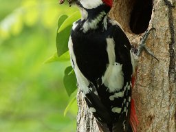 pic_epeiche_4_20120615_1205470192