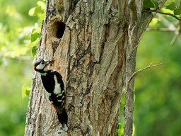 pic_epeiche_5_20120615_1106661631