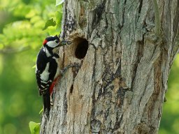 pic_epeiche_6_20120615_1291910661
