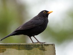 Animaux &raquo; animaux