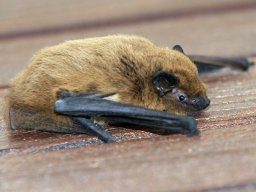 animaux_11_20120616_1210335264
