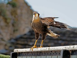 animaux_13_20120616_1396904488