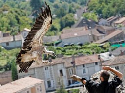 animaux_14_20120616_1063883654