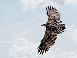 animaux_15_20120616_1839541920