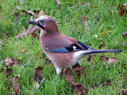 animaux_16_20120616_1089937250