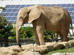animaux_18_20120616_2056010308