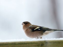 animaux_19_20120616_1193450979