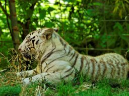 animaux_20_20120616_1659237444