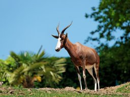 animaux_3_20120616_1042416645