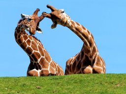 animaux_4_20120616_1515026785