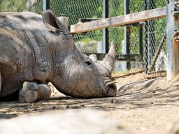 animaux_5_20120616_1850380450