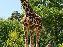 animaux_6_20120616_1095875724