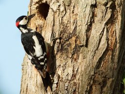 animaux_7_20120616_1568576045