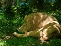 animaux_8_20120616_1139299365