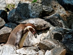 animaux_9_20120616_1783954445