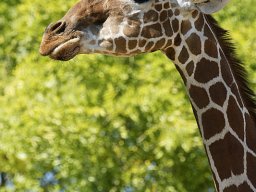 Animaux &raquo; animaux &raquo; zoo_de_beauval_14