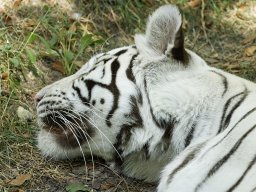 beauval-09-09-2012_12_20120911_1100641976
