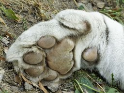 beauval-09-09-2012_13_20120911_1305017710