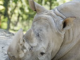 beauval-09-09-2012_14_20120911_1141145112