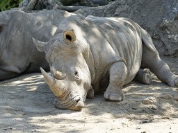 beauval-09-09-2012_15_20120911_1490339870