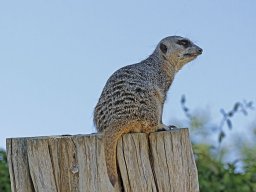 beauval-09-09-2012_16_20120911_1614558199