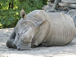 beauval-09-09-2012_17_20120911_1038253369