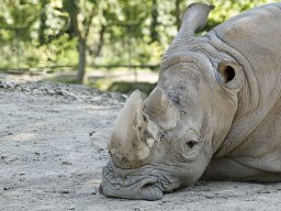 beauval-09-09-2012_18_20120911_1637039102