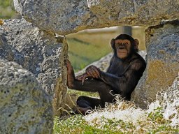 beauval-09-09-2012_1_20120911_1176389777