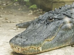 beauval-09-09-2012_1_20120911_1997250742