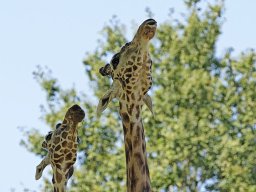 beauval-09-09-2012_2_20120911_1661750909