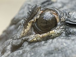 beauval-09-09-2012_2_20120911_1737377023