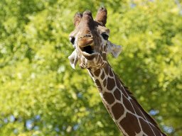 beauval-09-09-2012_3_20120911_1854357911