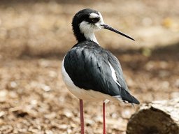 beauval-09-09-2012_4_20120911_1741397830