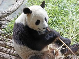 beauval-09-09-2012_5_20120911_1321115811