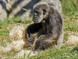 beauval-09-09-2012_6_20120911_1207802278