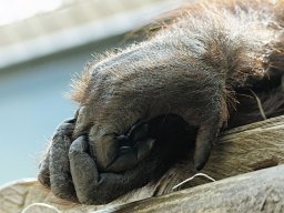 beauval-09-09-2012_7_20120911_1864099116