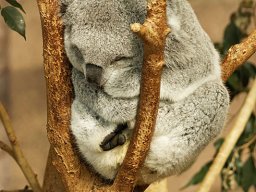 beauval-09-09-2012_8_20120911_1658980747