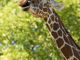 beauval-09-09-2012_9_20120911_1611180493