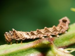 chenille_1_20120617_1500406937