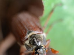 d800sigma_105_2_20130602_1647191220