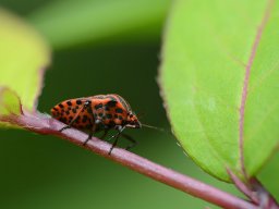 d800sigma_105_2_20130710_1674315929