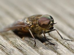d800sigma_105_3_20130602_1276614379