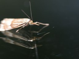 d800sigma_105_3_20130710_1006306800